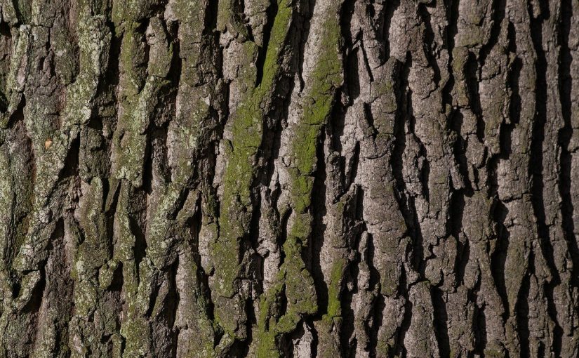 Ładny i {miły dla oczu ogród to nie lada wyzwanie, zwłaszcza jak jego pielęgnacją zajmujemy się sami.
